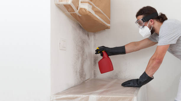 Professional Basement Mold Remediation technician working in Washington, IL