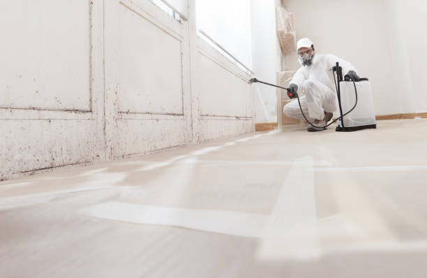 24/7 Emergency Basement Mold Remediation experts in Washington, IL