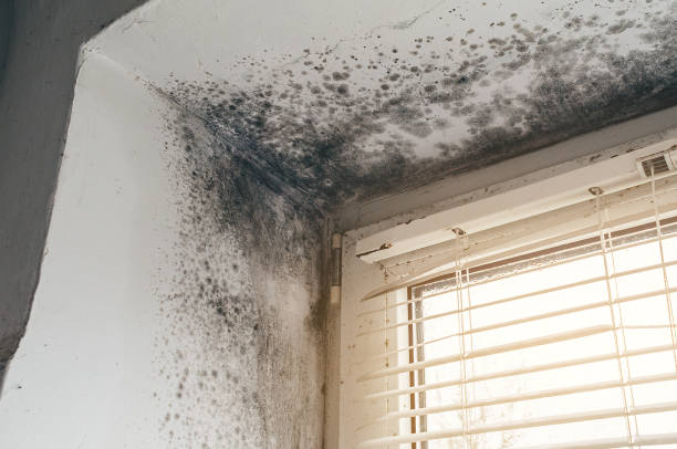 Affordable Basement Mold Remediation solutions in Washington, IL